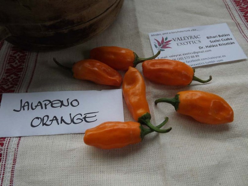 Narancs Jalapeno paprika - Csípős paprika ritkaságok az Egzotikus Növények Stúdiója kínálatában